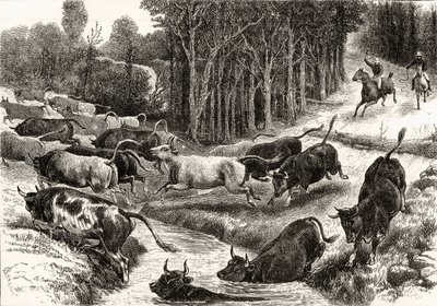 Hnací dobytek v Austrálii, kolem roku 1880, z 