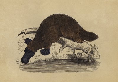 Kachnozobý platypus (barevná litografie) od English School