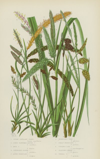 Carex kapilární zakrslá, Carex alpská volnokvětá, Carex bahenní, Carex horská (barevná litografie) od English School