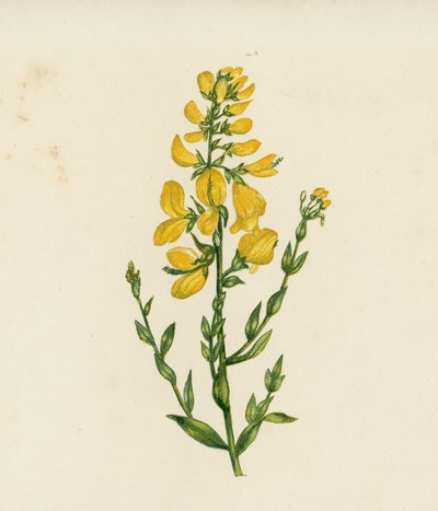 Barvířská zelenka, Genista Tinctoria (barevná litografie) od English School