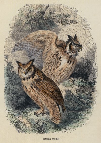 Eagle Owls (barevné rytí) od English School
