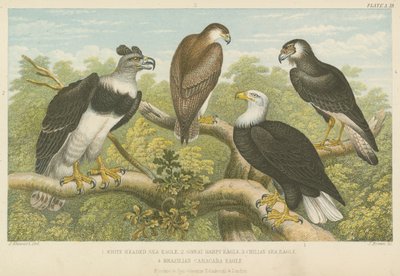 Eagles (barevné rytí) od English School