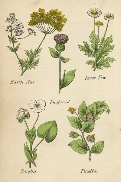 Earth Nut, Fever Few, Knapweed, Frogbit, Fluellin (barevná litografie) od English School