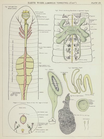 Žížala, Lumbricus Terrestris (barevná litografie) od English School
