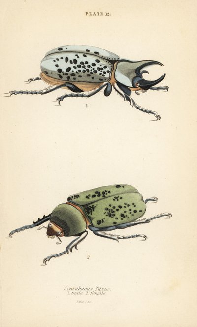 Brouk Hercules východní, Dynastes tityus, samec 1, samice 2 od English School