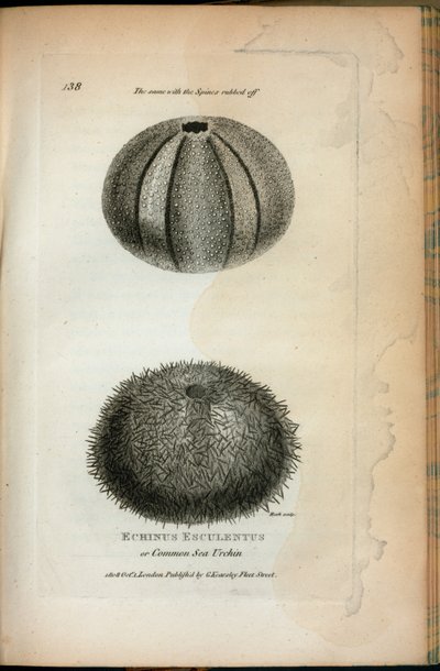 Echinus Esculentus nebo ježek obecný; Totéž s Spines setřel ze „Zoologických přednášek přednesených v Královské instituci v letech 1806 a 1807“ od George Shawa od English School