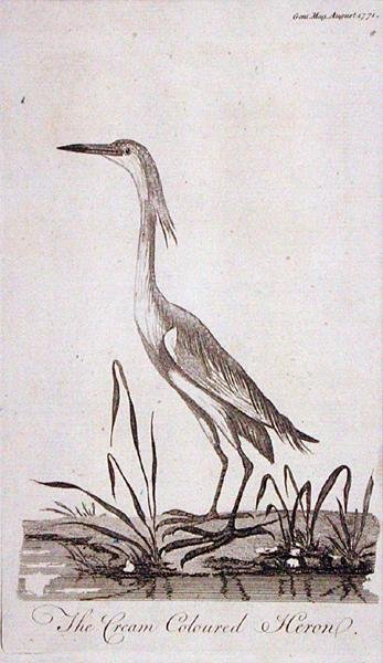 Egret, z 