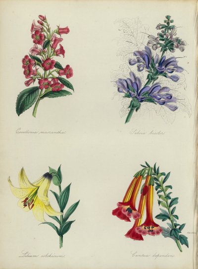 Anglická květinová zahrada: (barevná litografie): Escallonia macrantha, Salvia bicolar, Lilium colchicum, Cantua dependens (barevná litografie) od English School