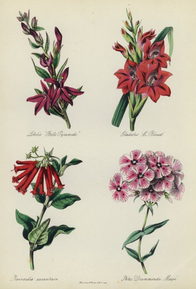 Anglická květinová zahrada: Lobelia "Belle Pyramide", Gladiolus "M Blouet", Bouvardia aurantiaca, Phlox Drummondii Mayii od English School