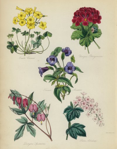 Anglická květinová zahrada: Oxalis Cernut, Unique Pelargonium, Torenia Asiatica, Dielytra Spectabilis, Ribes Albidum od English School