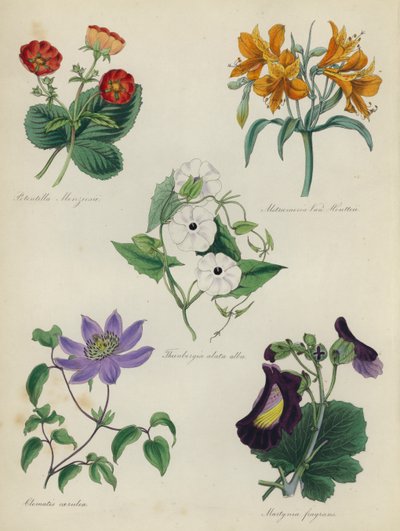 Anglická květinová zahrada: Potentilla Menziesii, Alstraemeria Van Houtteii, Thunbergia alata alba, Clematis caerulea, Martynia fragrans od English School