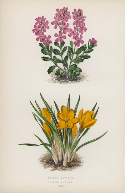 Erinus alpinus; Crocus Aucheri (barevná litografie) od English School