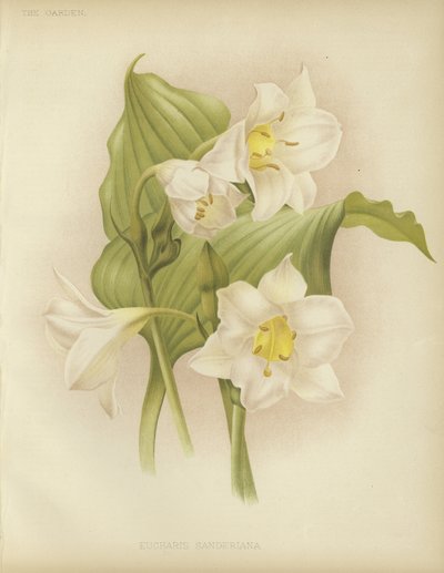 Eucharis sanderiana od English School