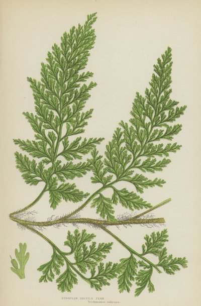 Evropská štětinová kapradina (barevná lito) od English School