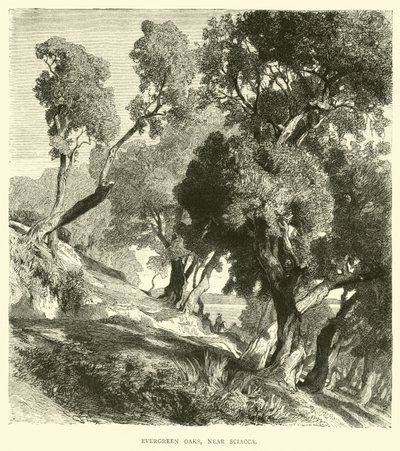 Evergreen Oaks, poblíž Sciacca od English School