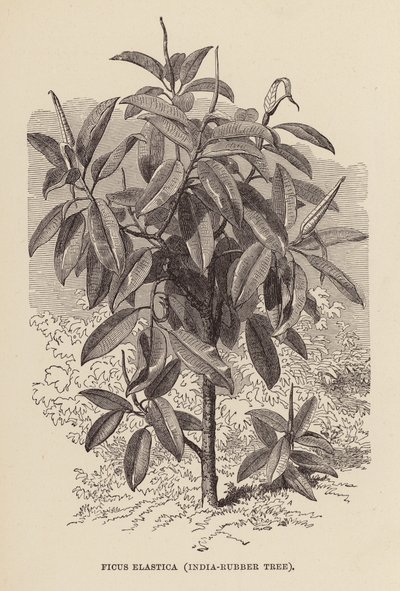 Ficus Elastica, Indický gumovník (rytina) od English School