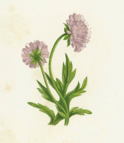Polní Knautia, Knautia Arvensis od English School