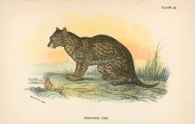 Fishing-Cat od English School
