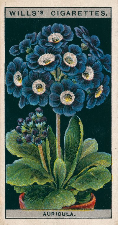 Pěstování květin v květináčích: Alpine Auricula (chromolit) od English School