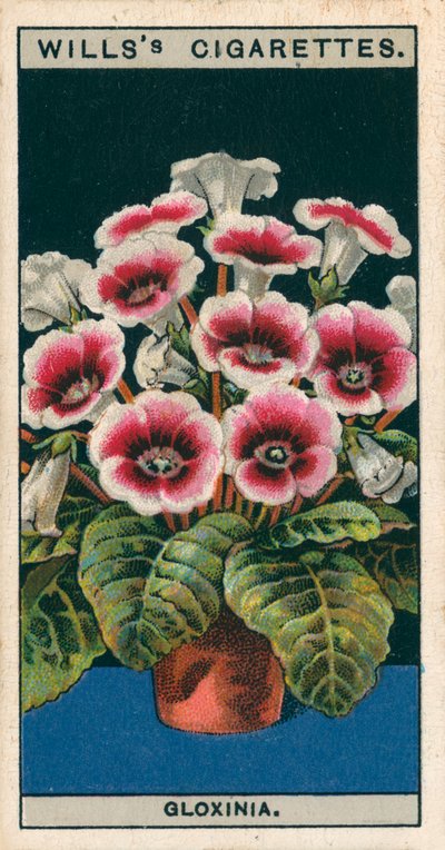 Pěstování květin v květináčích: Gloxinia (chromolitho) od English School