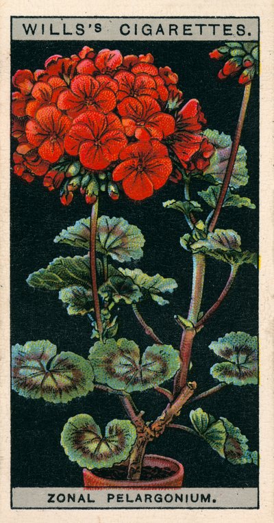 Pěstování květin v květináčích: (chromolitho) od English School