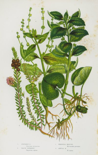 Kvetoucí rostliny Velké Británie: Asarabacca, Black Crowberry, Trvalka Merkur, Jednoletá Merkur (barva litho) od English School