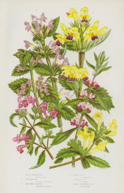 Kvetoucí rostliny Velké Británie: (barevná litografie): konopice černá, mateřídouška, konopice červená, konopice pýřitá, konopice obecná, konopice velkokvětá (barevná litografie). od English School