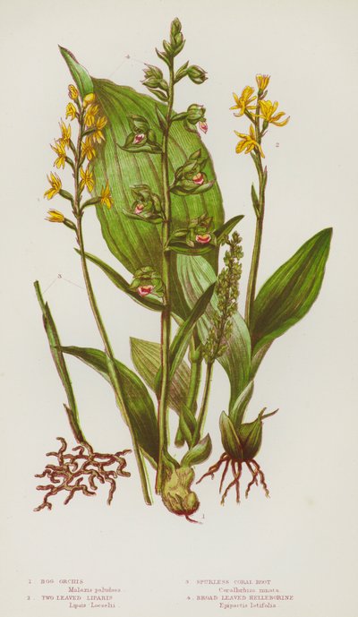 Kvetoucí rostliny Velké Británie: Orchis bahenní, Liparis dvoulistý, Korálový kořen bezostunatý, Čemeřice širokolistá (barva lito) od English School