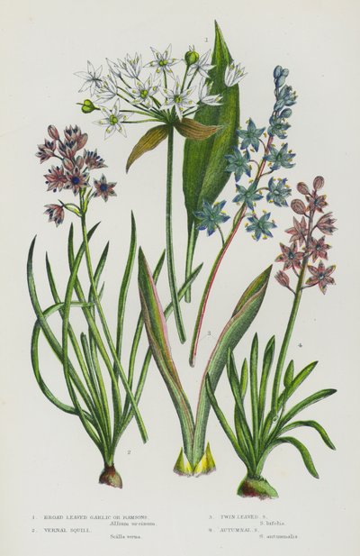 Kvetoucí rostliny Velké Británie: Česnek širokolistý nebo Ramsons, Squill, Squill, Squill, Podzimní Squill (barva litho) od English School