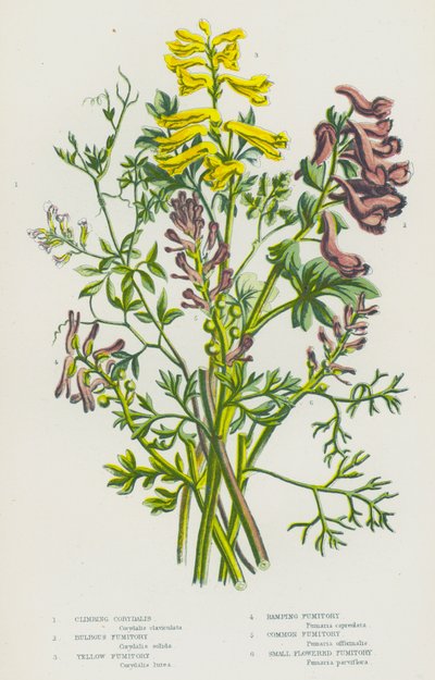 Kvetoucí rostliny Velké Británie: (barevná litografie): Corydalis popínavá, Fumitory cibulkonosná, Fumitory žlutá, Fumitory rampouchovitá, Fumitory obecná, Fumitory drobnokvětá (barevná litografie) od English School
