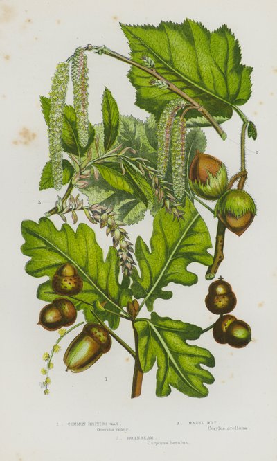 Kvetoucí rostliny Velké Británie: (barevná litografie): dub obecný, líska obecná, habr obecný (barevná litografie) od English School