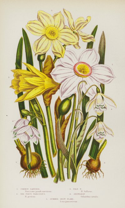 Kvetoucí rostliny Velké Británie: (barevná litografie): Narcis obecný, Narcis básníků, Narcis bledý, Sněženka podsněžník, Letní sněženka (barevná litografie) od English School