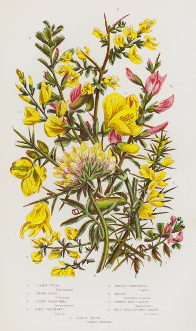 Kvetoucí rostliny Velké Británie: (barevná litografie): Furze obecná, Furze zakrslá, Dyers Green-Weed, Hairy Green-Weed, Needle Green-Weed, Broom, Common Rest Harrow, Small Spreading Rest Harrow, Kidney Vetch (barevná litografie) od English School