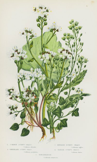 Kvetoucí rostliny Velké Británie: Scurvy Grass, Greenland Scurvy Grass, English Scurvy Grass, Dánský Scurvy Grass, Křen (barva litho) od English School
