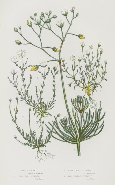 Kvetoucí rostliny Velké Británie: (barevná litografie): Corn Spurrey, Knotted Spurrey, Pearl-Wort Spurrey, Awl Shaped Spurrey (barevná litografie) od English School