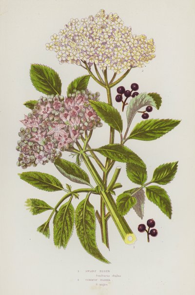 Kvetoucí rostliny Velké Británie: Bez zakrslý, Bez obecný (barva litho) od English School