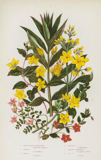 Kvetoucí rostliny Velké Británie: (barevná litografie): Loosestrife Great Yellow, Tufted Loosestrife, Wood Loosestrife, Creeping Loosetrife, Scarlet Pimpernel, Bog Pimpernel (barevná litografie) od English School