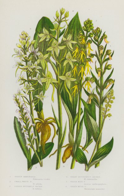 Kvetoucí rostliny Velké Británie: Zelená habenaria, malá bílá habenaria, vstavač menší, vstavač velký, vstavač zelený, vstavač zelený pižmový (barva litho) od English School