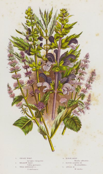 Kvetoucí rostliny Velké Británie: (barevná litografie): Gypsey-Wort, Meadow Sage, Wild English Sage, Horse-Mint, Round Leaved Mint, Spear Mint (barevná litografie) od English School