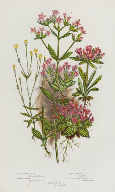 Kvetoucí rostliny Velké Británie: Centaury nejmenší, Centaury obecná, Centaury trpasličí větvená, Centaury širokolistá, Centaury trpasličí (barva litho) od English School