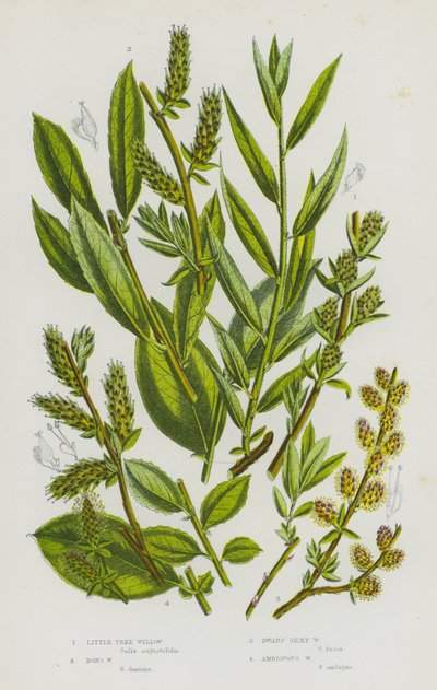 Kvetoucí rostliny Velké Británie: (barevná litografie): vrba malokvětá, vrba Donova, vrba zakrslá hedvábná, vrba mnohoznačná (barevná litografie) od English School