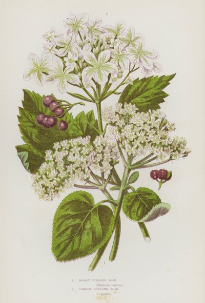 Kvetoucí rostliny Velké Británie: (barevná litografie): Mealy Guelder Rose, Common Guelder Rose (barevná litografie) od English School