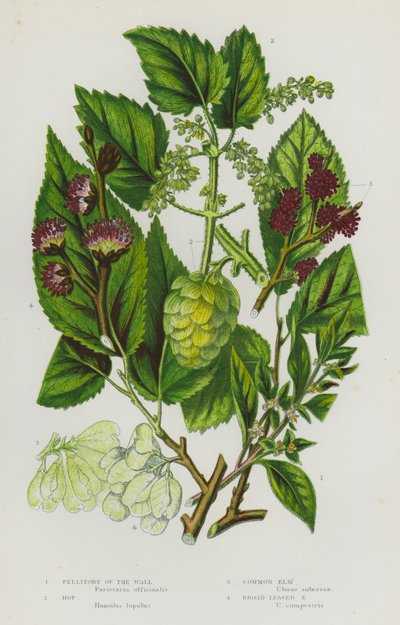 Kvetoucí rostliny Velké Británie: (barevná litografie): Pellitory of the Wall, Hop, Common Elm, Broad-Leaved Elm (barevná litografie) od English School