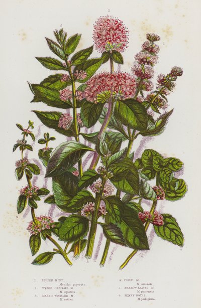 Kvetoucí rostliny Velké Británie: Pepper Mint, Water Capitate Mint, Marsh Whorled Mint, Corn Mint, úzkolistá máta, Penny Royal (barva litho) od English School