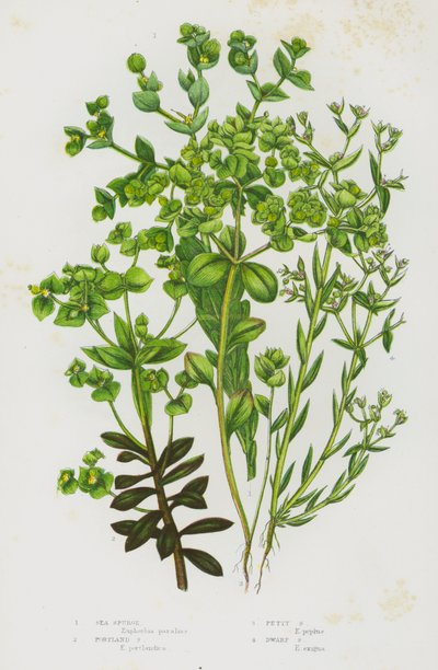 Kvetoucí rostliny Velké Británie: (barevná litografie): Sea Spurge, Portland Spurge, Petty Spurge, Dwarf Spurge (barevná litografie) od English School