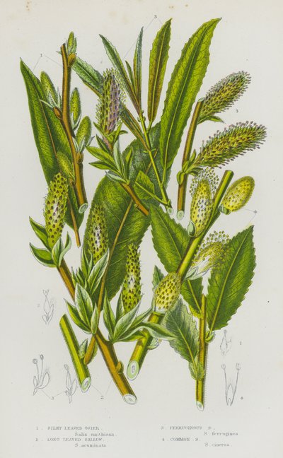 Kvetoucí rostliny Velké Británie: (barevná litografie): Silky Leaved Osier, Long Leaved Sallow, Ferruginous Sallow, Common Sallow (barevná litografie) od English School