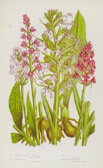 Kvetoucí rostliny Velké Británie: (barevná litografie): Orchis Palmate, Pyramidal Orchis, Lizard Orchis, Fragrant Gymnadenia (barevná litografie) od English School