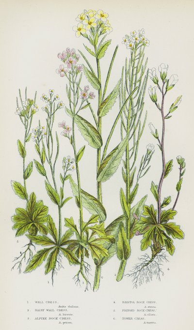 Kvetoucí rostliny Velké Británie: (barevná litografie): řeřicha skalní, řeřicha chlupatá, řeřicha alpská, řeřicha bristolská, řeřicha třásnitá, řeřicha věžovitá (barevná litografie) od English School