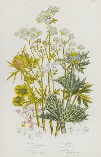 Kvetoucí rostliny Velké Británie: Bílá hniloba, Wood Sanicle, Cesmína mořská, Eryngo polní, Jedlice vodní, Divoký celer (barva litho) od English School