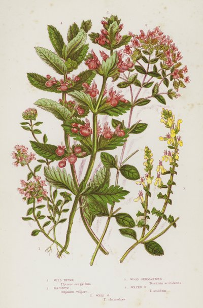 Kvetoucí rostliny Velké Británie: Tymián divoký, Majorum, Wood Germander, Water Germander, Wall Germander (barva lito) od English School